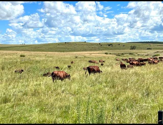 FARM FOR SALE IN LINDLEY